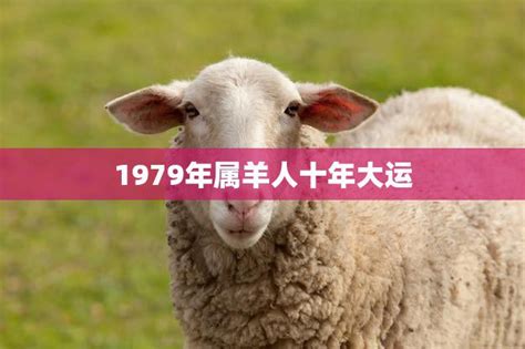 1979年属羊人的命运|1979年属羊的人什么命 1979年属羊人的命运